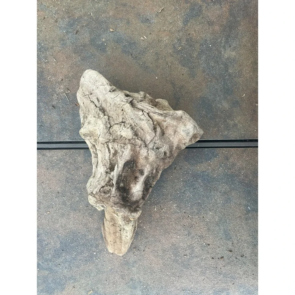 Natural Driftwood for Plants Terrarium‎ Taxidermy Art Projects